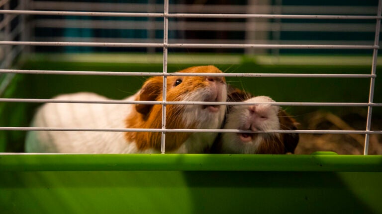 Two guinea pigs place their noses to the wire of their cage.
