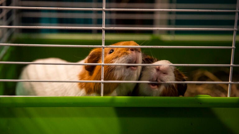 Guinea pig rescue store shelter near me