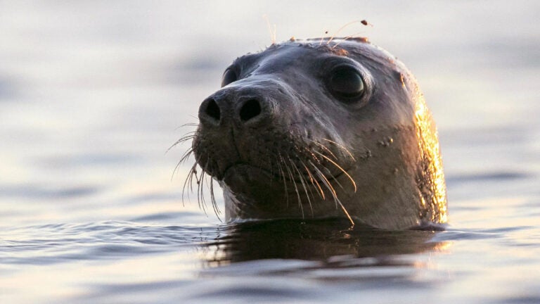A seal emerges from water.