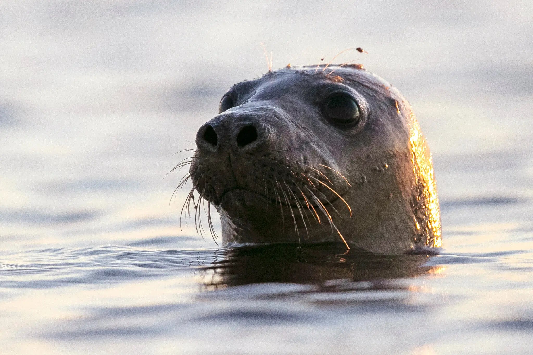 A seal emerges from water.