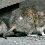 Two rats are shown emerging from underneath a dumpster. Both are grayish brown. The one on the left is smaller than the one on the right.