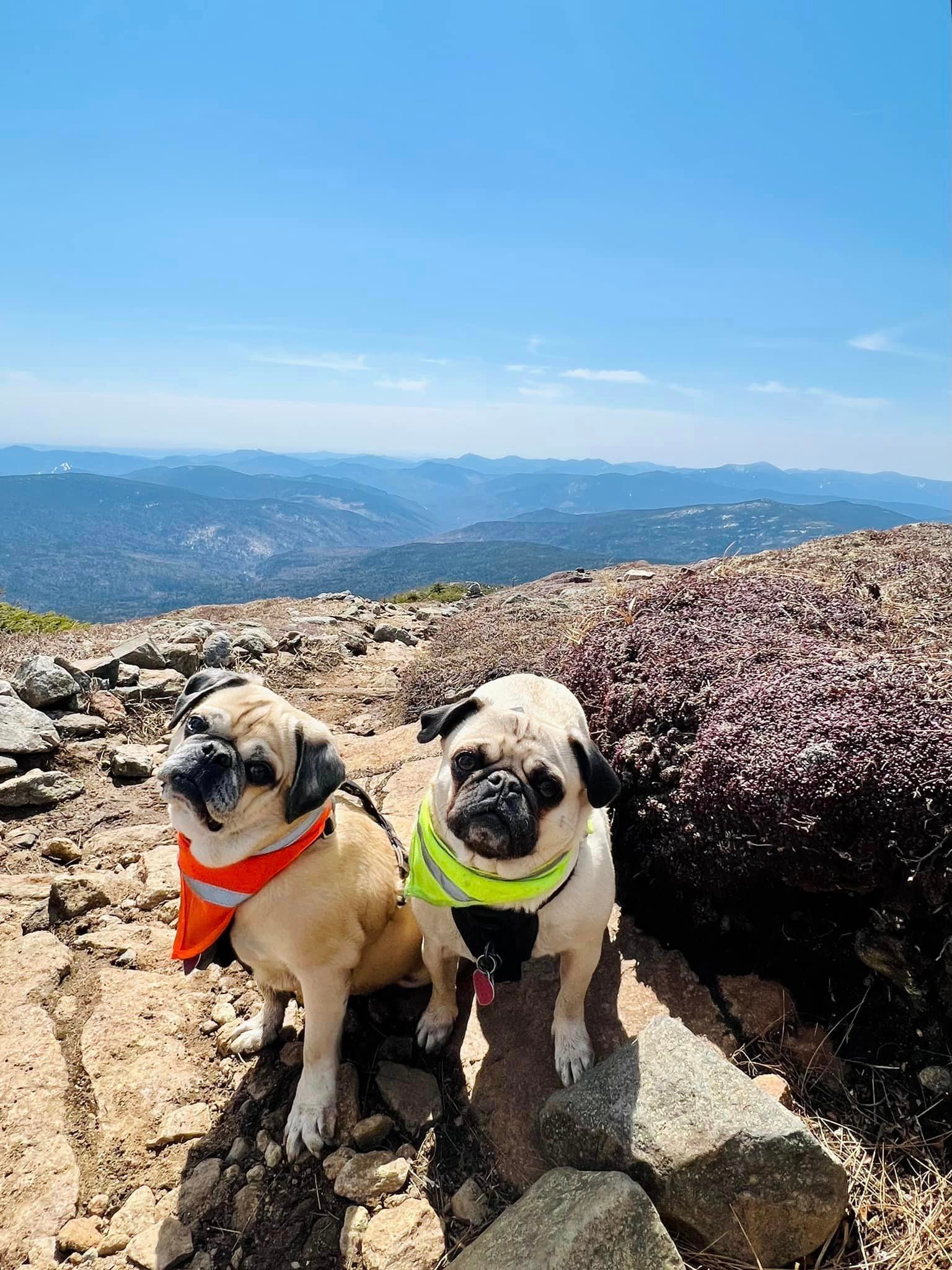 Woof and his sister, Lemon, hiking one of the 4,000-footers in New Hampshire.