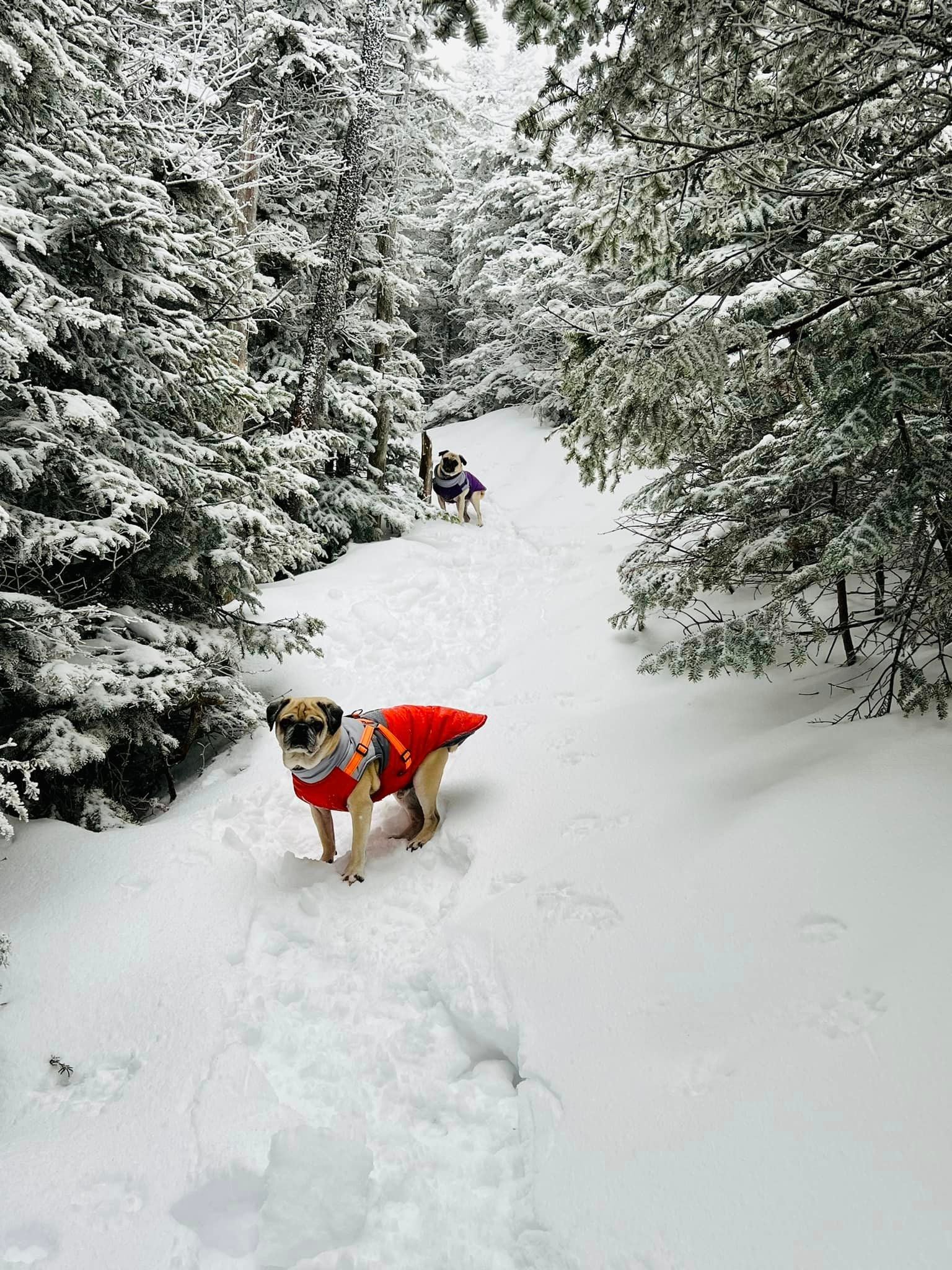 Woof, a 9-year-old pug, on a winter hike in New Hampshire.