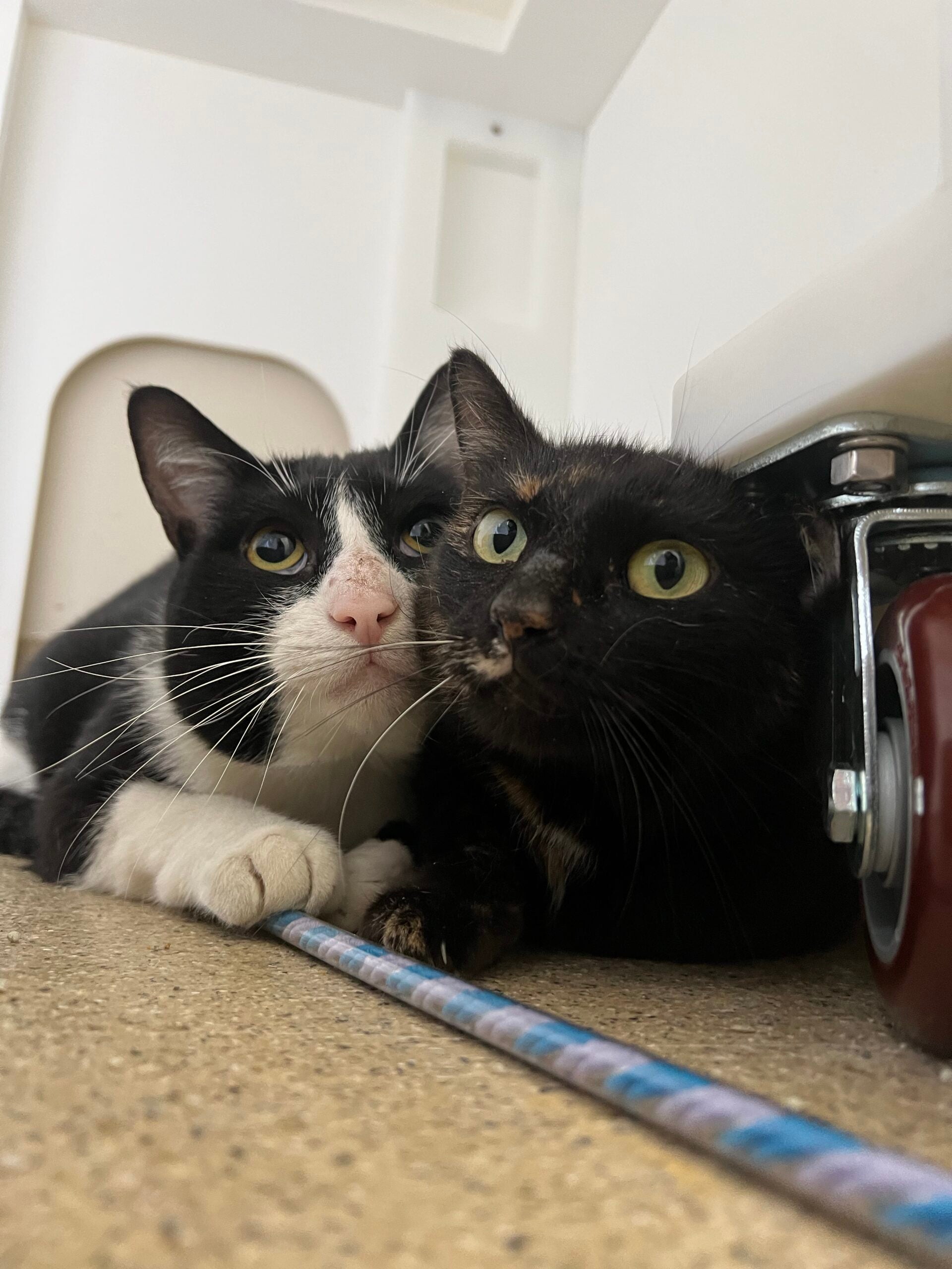 A Taylor Swift Fan, a black and white cat available for adoption, with Peanut Butter Jelly, another shy cat at the Northeast Animal Shelter.