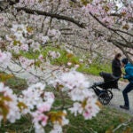People walk under blooming cherry blossom trees in the Arnold Arboretum.
