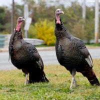 Two wild turkeys in Boston.