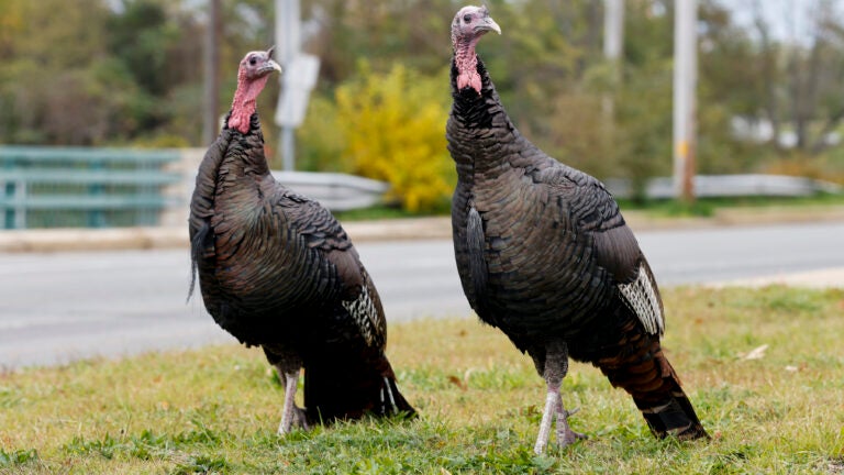 Two wild turkeys in Boston.