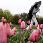 A woman took cover from the rain under an umbrella as she passed by a bed of tulips in the Public Garden.
