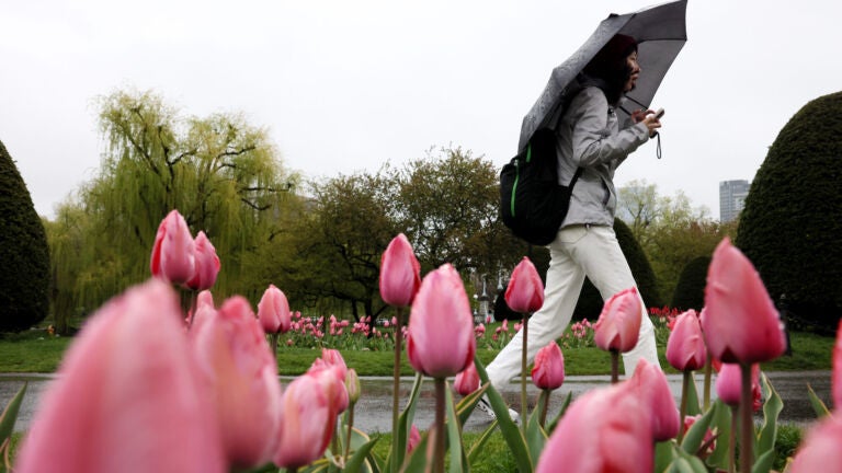 A woman took cover from the rain under an umbrella as she passed by a bed of tulips in the Public Garden.