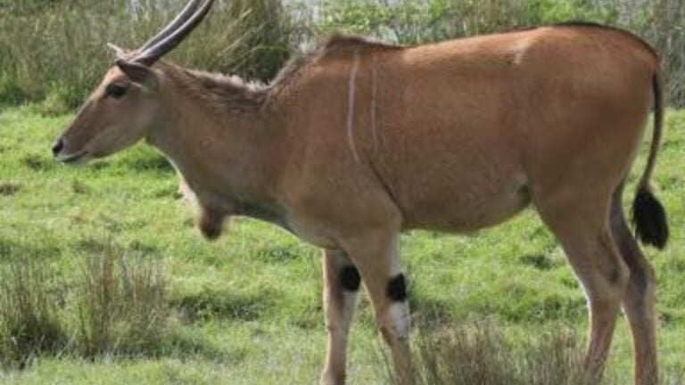 African antelope escapes Lupa Zoo in Ludlow, on the run in Mass. - Vimarsana News