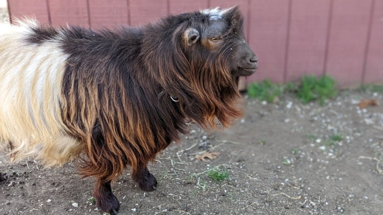 Goat for adoption - LOUISE, a Goat in Union, MO