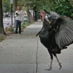 A wild turkey crosses a sidewalk on Beacon Street in 2007.