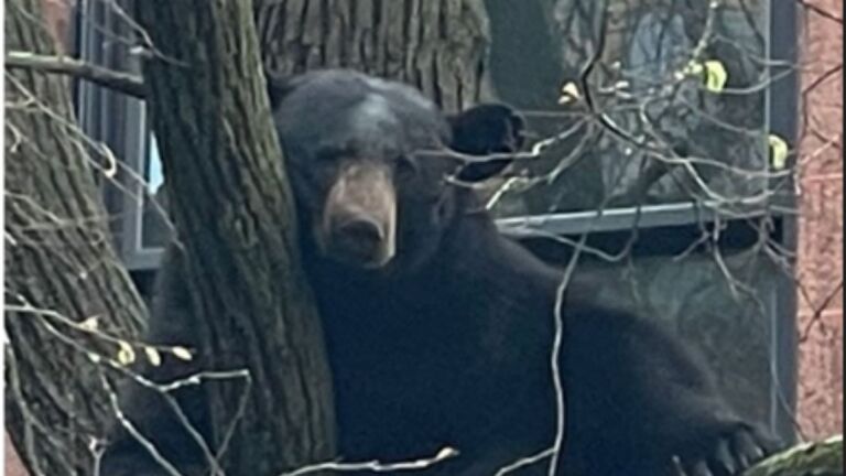 Photos: Black bear climbs up tree in downtown Northampton - Vimarsana News