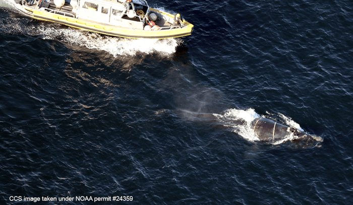 Robotic buoys developed on Cape Cod to keep Atlantic right whales safe