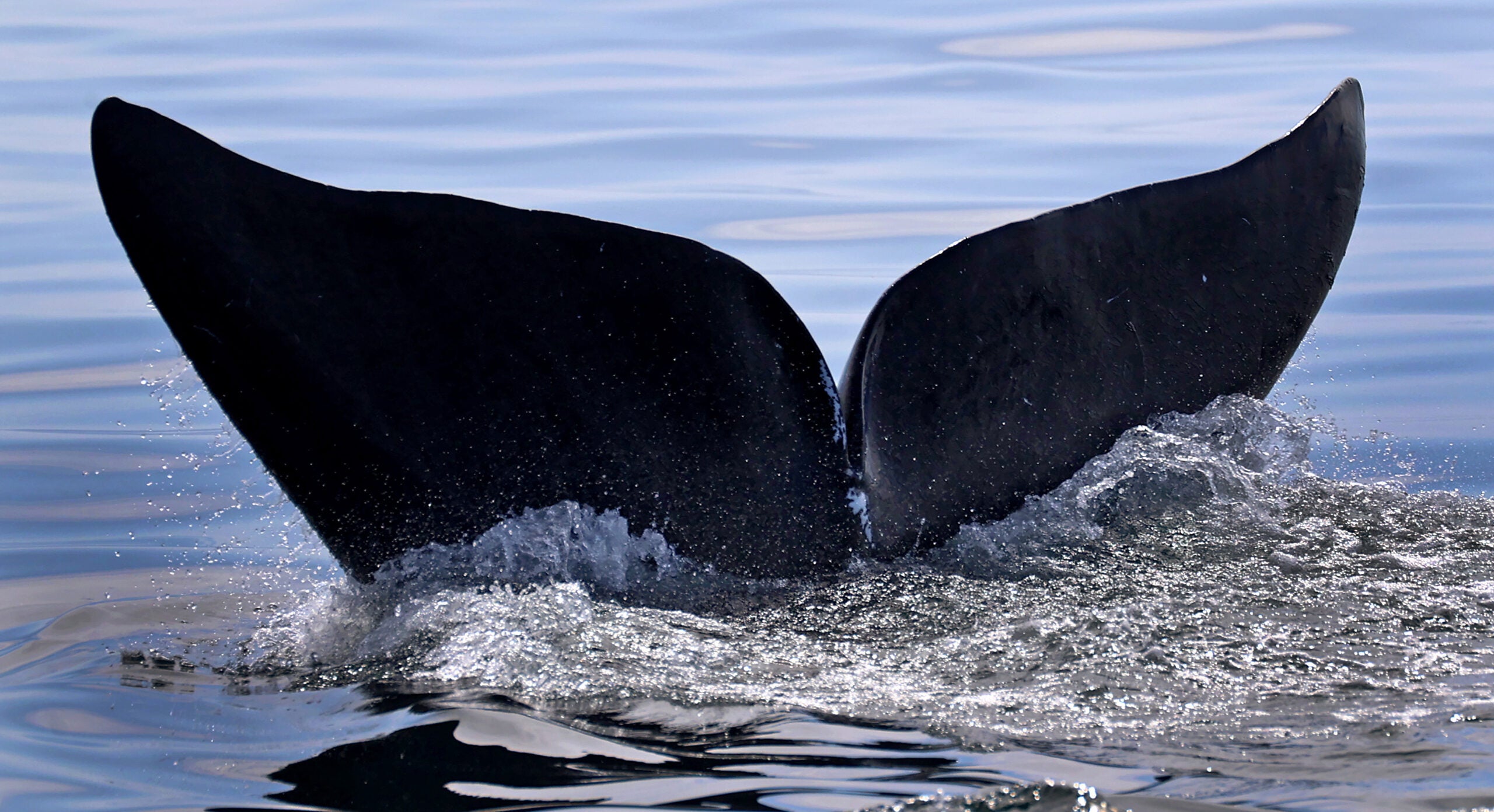First-ever 'Right Whale Day' planned for Mass.