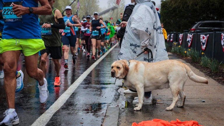 Terriers Running the Boston Marathon for a Cause