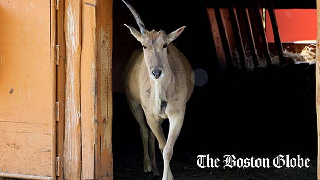 Mary, an African antelope at the Lupa Zoo in Ludlow, is back in her enclosure after five weeks on the lam.