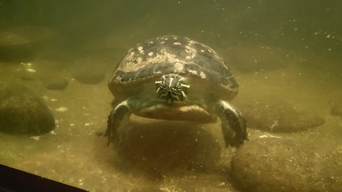 Meet the oldest animals in Boston's zoos and aquarium