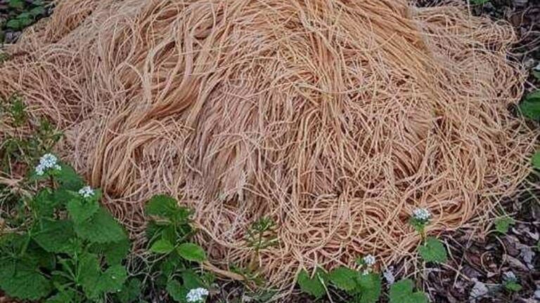 In Old Bridge, N.J., the mystery surrounding hundreds of pounds of pasta dumped by a creek is “all they’re talking about,” said Denise Bloom, an administrator of a local Facebook group.