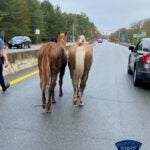 Two horses went for a morning trot down Route 88 in Westport.