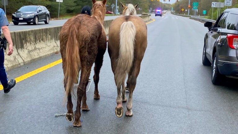 Two horses went for a morning trot down Route 88 in Westport.