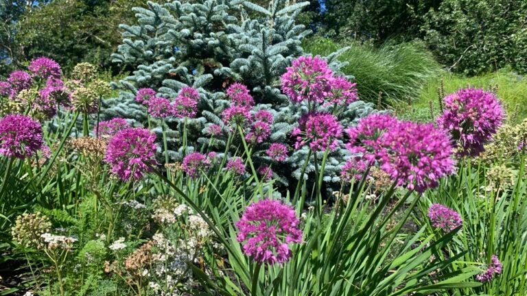 allium plant with purple bursts of flowers that look like fireworks is used to illustrate plants that thrive in Eastern Mass. amid climate change.