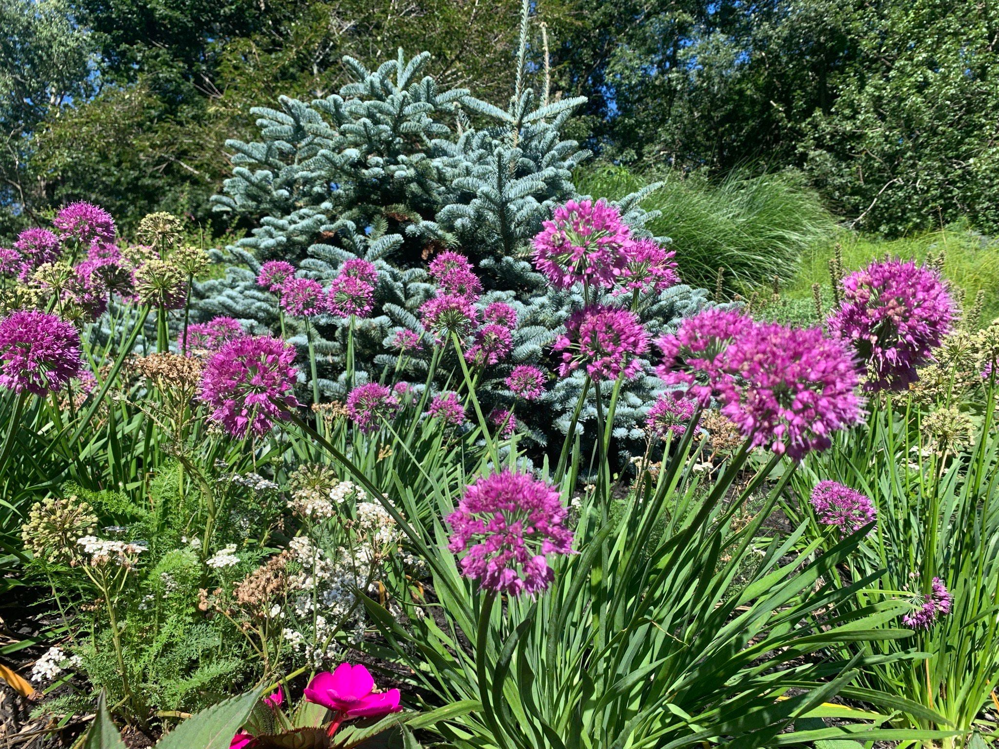 allium plant with purple bursts of flowers that look like fireworks is used to illustrate plants that thrive in Eastern Mass. amid climate change.