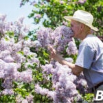 John Prybot smells lilacs during the annual Lilac Sunday at the Arnold Arboretum.