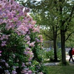 The Fenway Victory Gardens in Boston were in bloom.