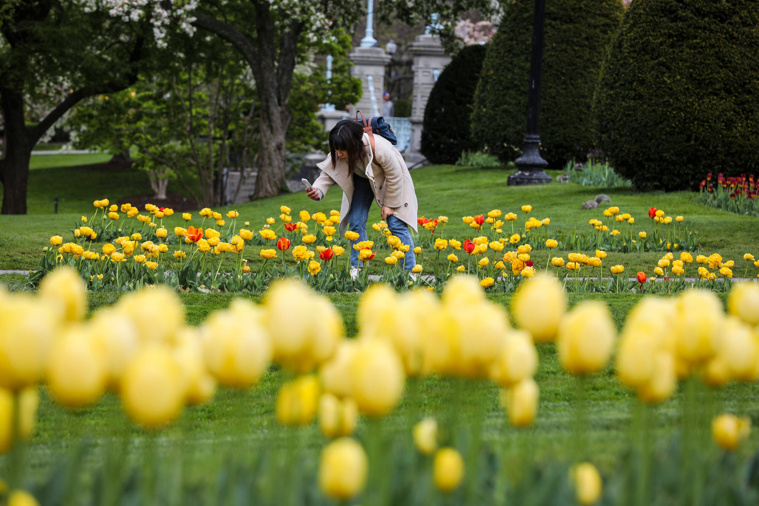 Boston weather -- A woman photographs yellow tulips as she strolls through Boston’s Public Garden.