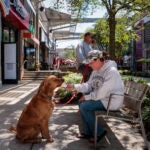 Boston weather -- Sterling the Golden Retriever enjoys some ice cream with his mom Jen Doliber as they spend the afternoon at Patriot Place shopping mall.