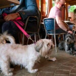 Monty Hobbs, right, and his dog Mattox sit next to another pet dog on the patio at the Olive Lounge in Takoma Park, Md.