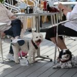 Dogs at restaurants and beer gardens