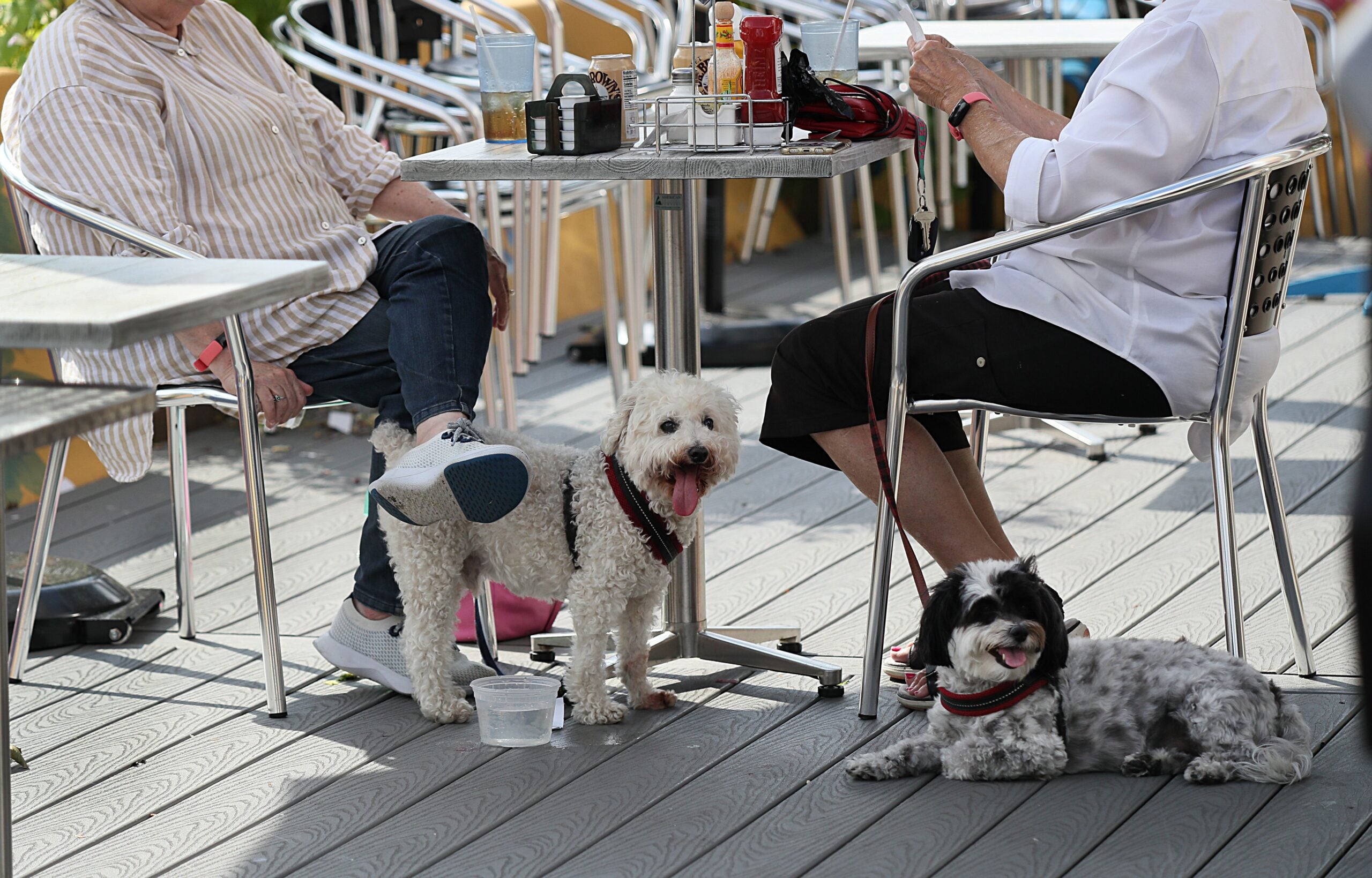 Dogs at restaurants and beer gardens