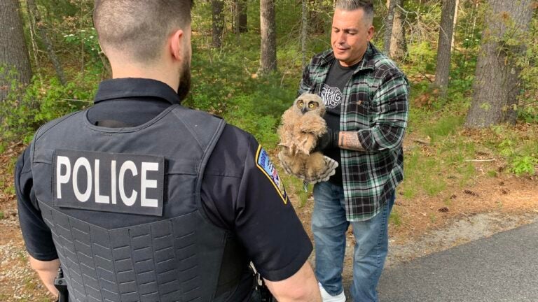 Baby owl rescued in Duxbury