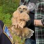Baby owl rescued in Duxbury
