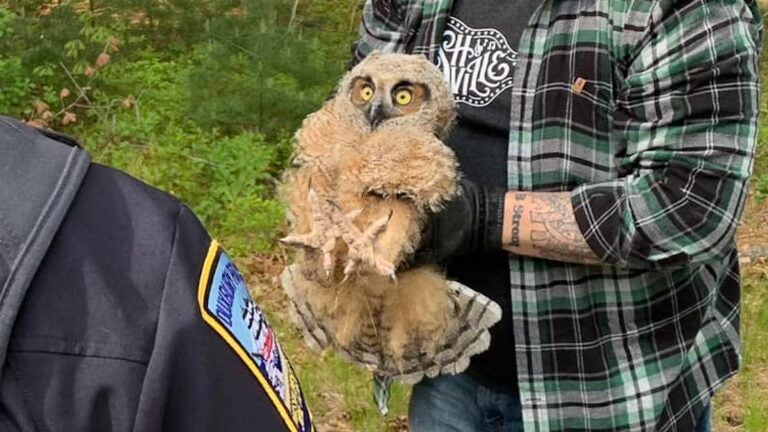 Baby owl rescued in Duxbury