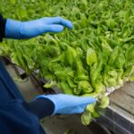 An employee checks a tray of leafy greens before harvest at a Bowery farm in Nottingham, Maryland.