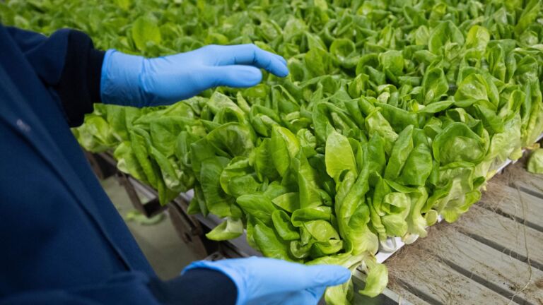 An employee checks a tray of leafy greens before harvest at a Bowery farm in Nottingham, Maryland.