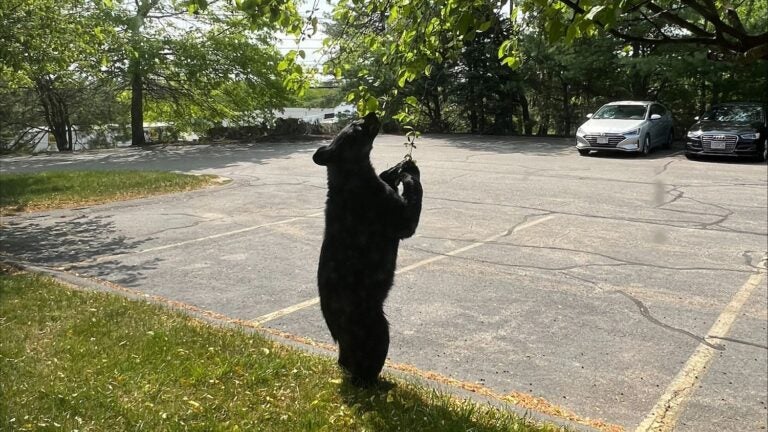 Extra Large Black Bear in the Berries Coffee Mug