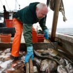 Fisherman David Goethel sorts cod and haddock while fishing off the coast of New Hampshire.
