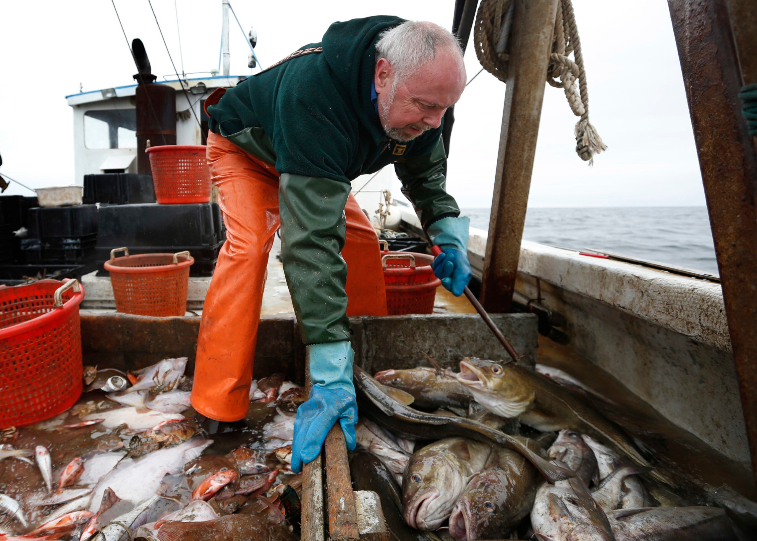 Fisherman David Goethel sorts cod and haddock while fishing off the coast of New Hampshire.