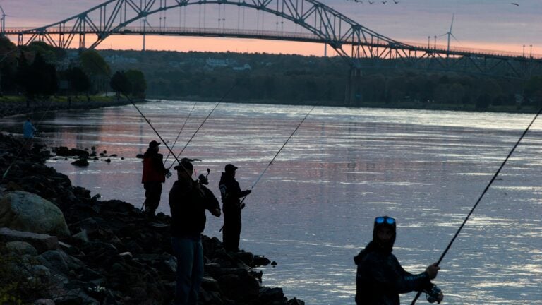 People fished for striped bass on the Cape Cod Canal.