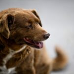 Bobi, a 31 year-old Portuguese dog.