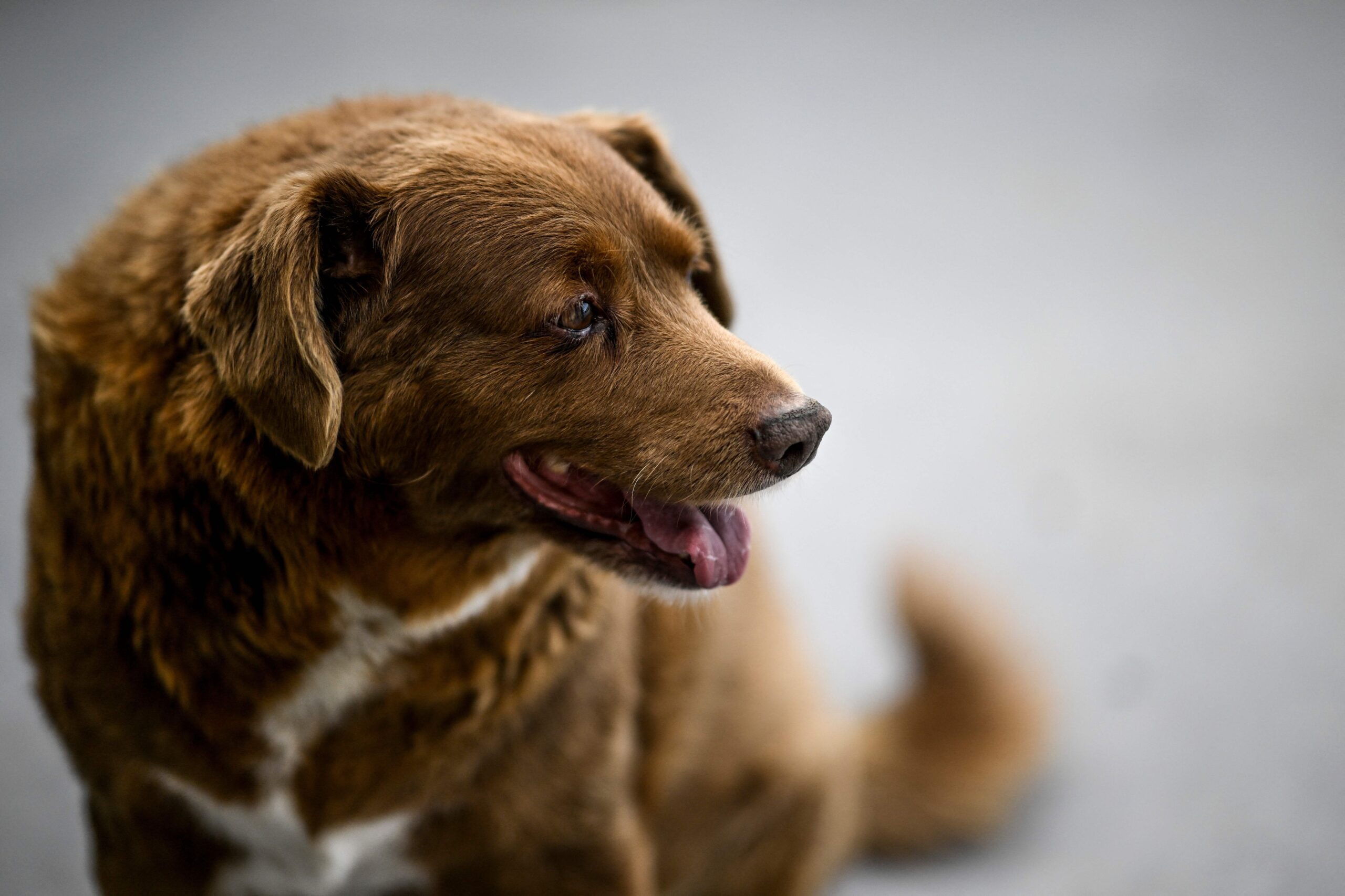 Bobi, a 31 year-old Portuguese dog.