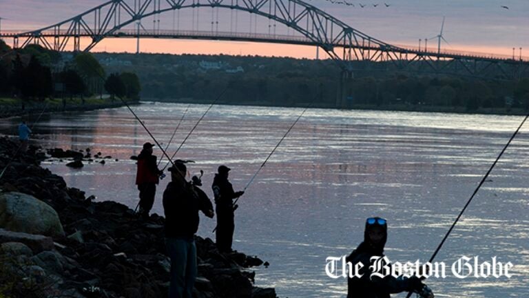 Massachusetts Weighs Closing Cape Cod Canal to Commercial Striper