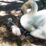 In this June 2014 photo, Faye tends to two baby cygnets at the Manlius Swan Pond in Manlius, New York.