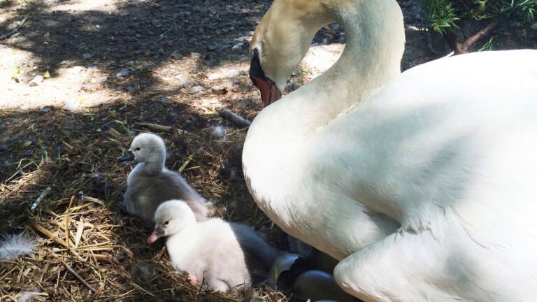 In this June 2014 photo, Faye tends to two baby cygnets at the Manlius Swan Pond in Manlius, New York.
