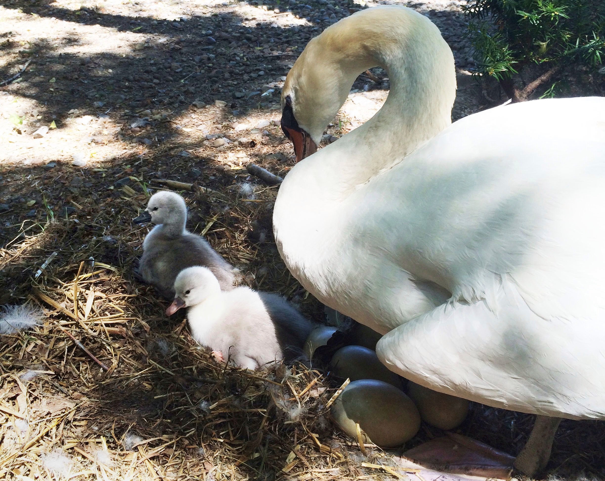 In this June 2014 photo, Faye tends to two baby cygnets at the Manlius Swan Pond in Manlius, New York.
