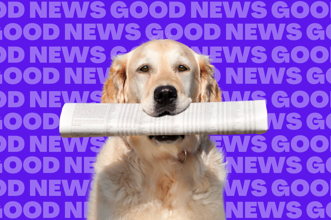 A golden retriever dog sits holding a rolled-up newspaper in its mouth. The background is purple with the words 'Good News' repeated over and over in all caps.